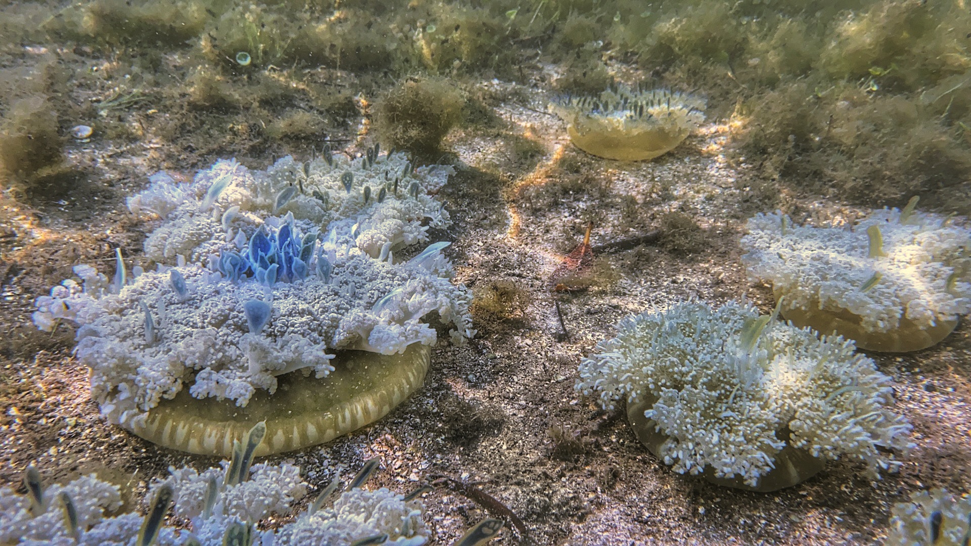 Concombre de mer